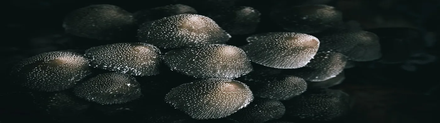 법무법인 서앤율